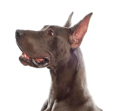 Great dane Stock Photos