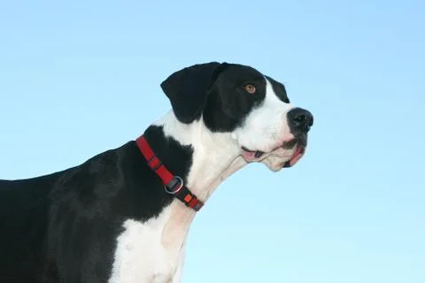 Great dane Foto stock