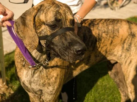 Great Dane Stock Photos