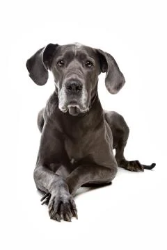 Great dane Stock Photos