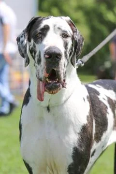 The Great Dane Stock Photos