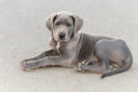 Great Dane puppy Stock Photos