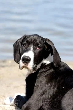 Great Dane puppy Stock Photos