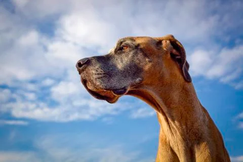A great Dane as seen from below against sky Stock Photos