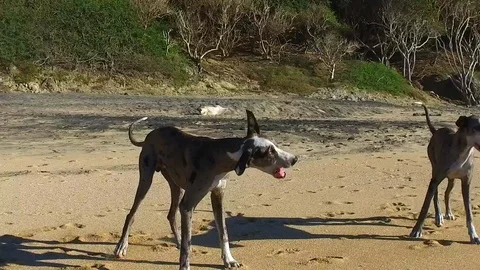 Great Dane Shaking on the beach slow motion Stock Footage 85823334