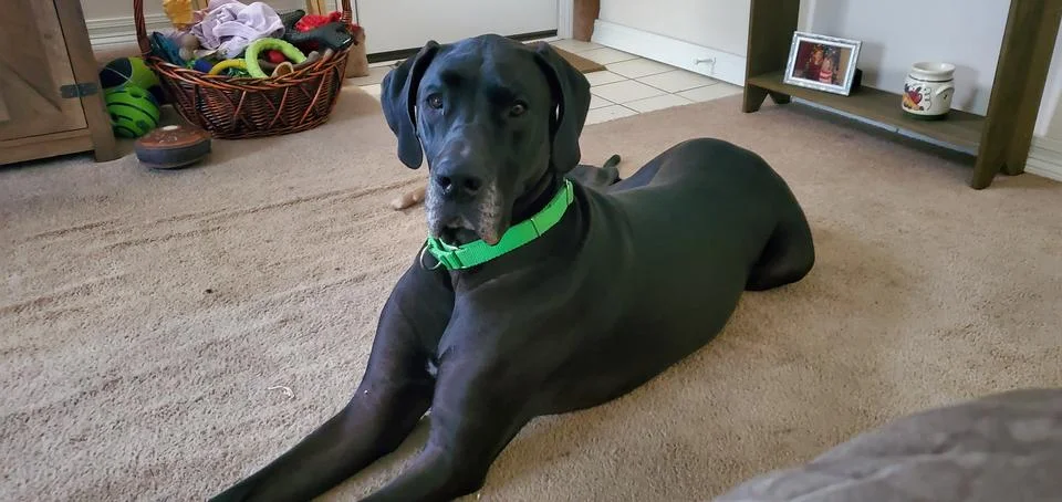 Great Dane sitting down Stock Photos