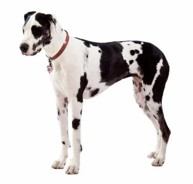 Great Dane Standing on White Background Stock Photos