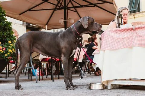 Great Dane Stands by Cafe Table Observing People Stock Photos