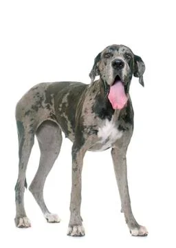 Great Dane in studio Stock Photos