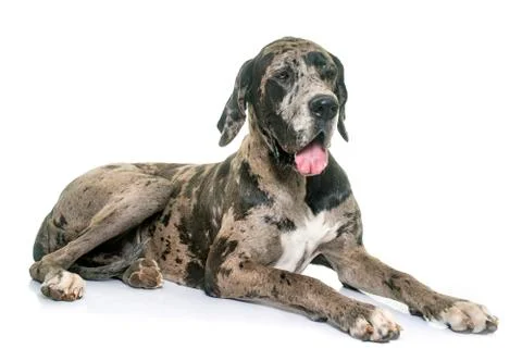 Great Dane in studio Stock Photos
