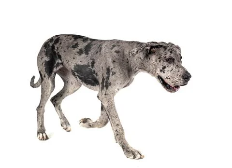 Great dane in studio Foto stock