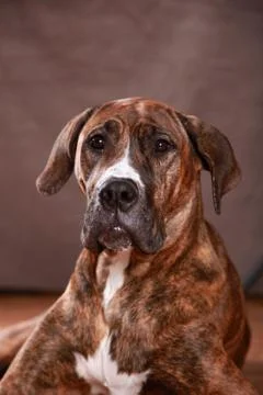 Great Dane Studio Portrait Stock Photos