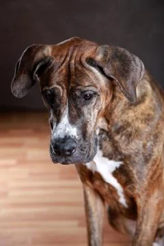 Great Dane Studio Portrait Stock Photos