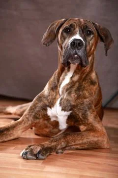 Great Dane Studio Portrait Stock Photos