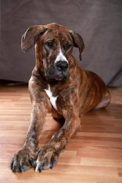 Great Dane Studio Portrait Stock Photos