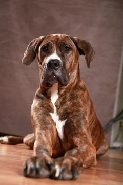 Great Dane Studio Portrait Stock Photos