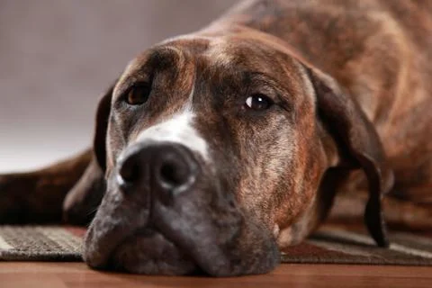 Great Dane Studio Portrait Stock Photos