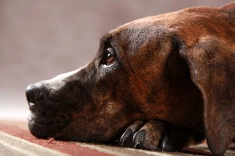 Great Dane Studio Portrait Stock Photos