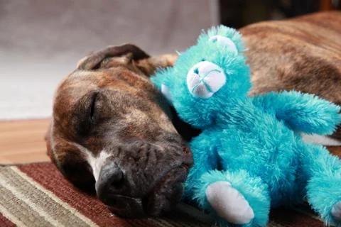 Great Dane Studio Portrait Stock Photos