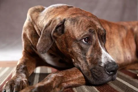 Great Dane Studio Portrait Stock Photos