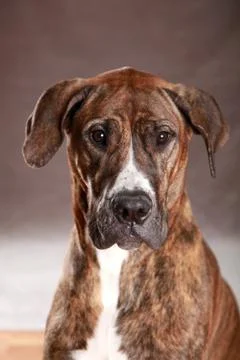 Great Dane Studio Portrait Stock Photos