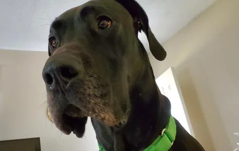 Great Dane with surprised look Stock Photos