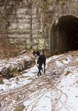 Great Dane on trail 스톡 사진