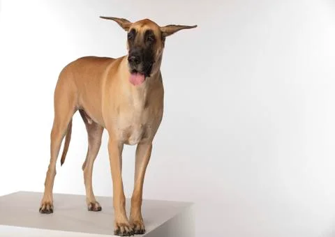  Great Dane on White Background Stock Photos