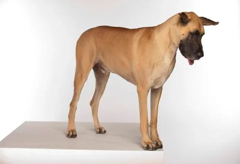  Great Dane on White Background Stock Photos
