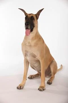 Great Dane on White Background Stock Photos