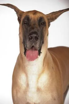 Great Dane on White Background Stock Photos