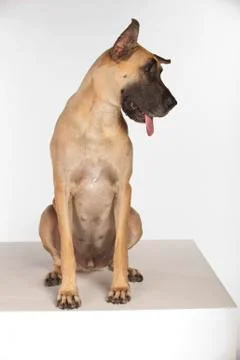 Great Dane on White Background Stock Photos