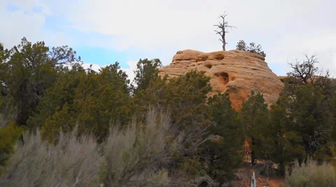Great dead tree Vídeos de archivo 36993468