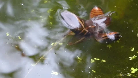 Great Diving beetle 00002 Stock Footage 155937588