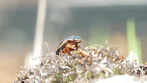 Great Diving Beetle (Dytiscus marginalis) – Adult Beetle Crawling on Moss Stock Footage 342593159