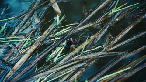 The Great diving Beetle Pairing Dytiscus marginalis under the water surface Stock Footage 169042385