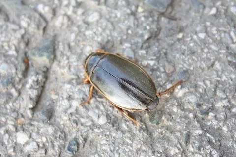 Great diving beetle water beetle crawling on a gray asphalt surface Stock Photos
