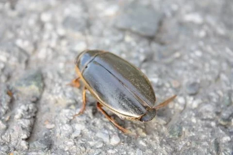 Great diving beetle water beetle crawling diagonally on a gray asphalt surface Stock Photos