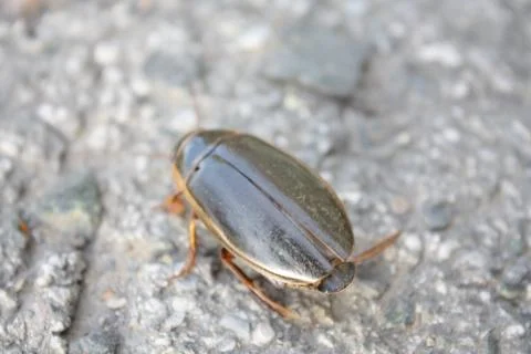 Great diving beetle water beetle crawling to the left on a gray asphalt surface Stock Photos