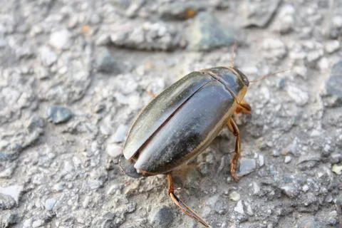 Great diving beetle water beetle crawling on a rough gray asphalt surface Stock Photos