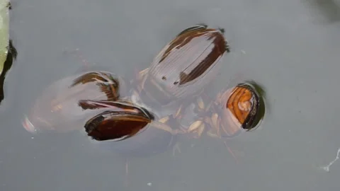 Great diving beetles 00001 Stock Footage 155937630