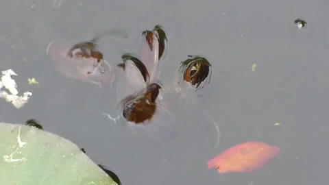 Great Diving Beetles 00003 Stock Footage 155937608