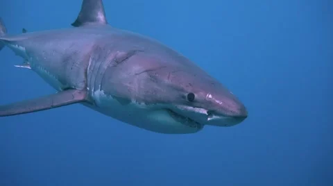 Great diving with great white sharks near the island of Guadalupe. Mexico. Video stock 68831582