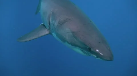 Great diving with great white sharks near the island of Guadalupe. Mexico. Stock Footage 68905343
