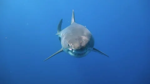 Great diving with great white sharks near the island of Guadalupe. Mexico. Stock Footage 68905483