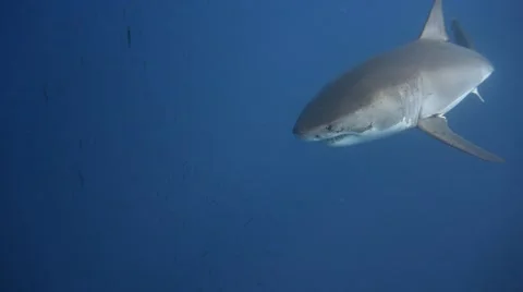 Great diving with great white sharks near the island of Guadalupe. Mexico. Stock Footage 68907713