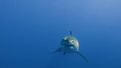 Great diving with great white sharks near the island of Guadalupe. Mexico. Stock Footage 70841797