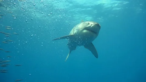 Great diving with great white sharks near the island of Guadalupe. Mexico. Vidéo 71244765