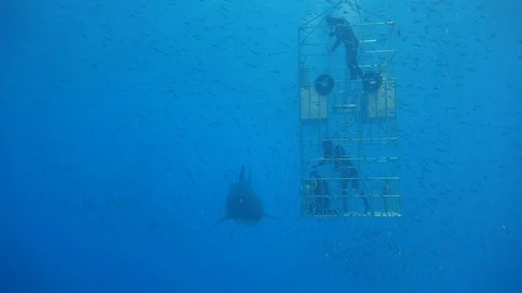 Great diving with great white sharks near the island of Guadalupe. Mexico. Stock Footage 71245035