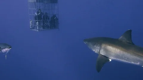Great diving with great white sharks near the island of Guadalupe. Mexico. Stock Footage 71247809